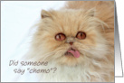 Cute Persian Cat Humor Chemotherapy & Cancer Get Well Soon card