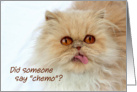 Cute Persian cat, chemotherapy, get well, Did someone say chemo? card