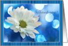 Thank you with White Daisy Flower Macro and Blue Bokeh card