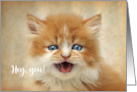 Cute Ginger Persian Kitten Missing You card