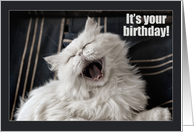 Happy Birthday Humor with Cute Laughing Persian Cat card