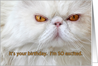 Birthday Humor with Angry White Persian Cat card