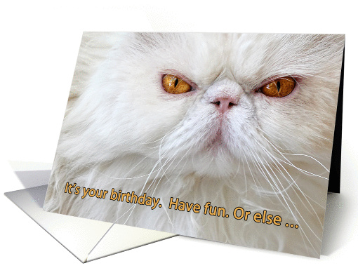 Birthday card, angry cat photograph, white Persian, humor card