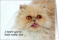 Cute Funny Persian Cat I Heard You’ve Been Sick Get Well Soon card