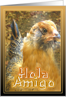 Hola Amigo - spanish friendship card