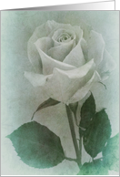 White Rose, For Her, Happy Birthday! card