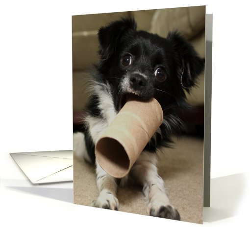 pet birthday gift... card (677796)