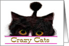 Crazy Cats card