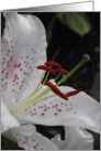 lily close up card