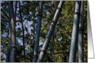 Encouragement, Blue Bamboo card