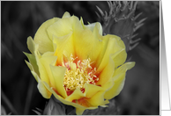 Yellow Cactus Flower card