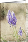 Spring Delivery - Grape Hyacinth Flowers- All Occasion Blank Note Card