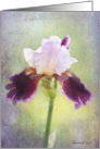 Purple and Lavender Bearded Iris Birthday Card