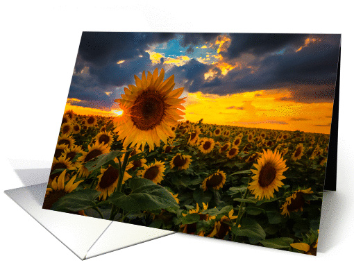 Summertime Sunflowers - All occasion card (1315356)