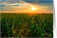Where the Corn Grows card