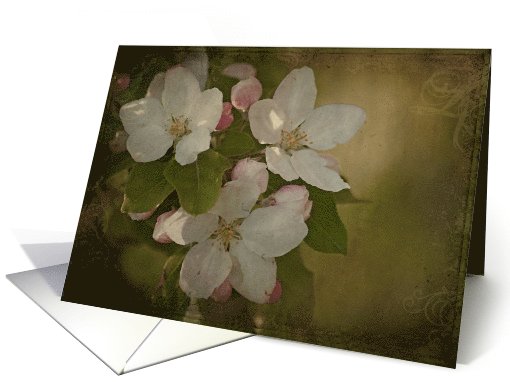 Vintage Blossoms - Apple Blossoms on a textured background... (681098)