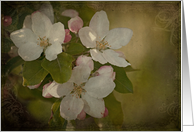 Vintage Blossoms - Apple Blossoms on a textured background blank note card