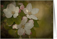 Vintage Blossoms -...