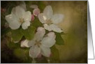 Vintage Blossoms - Apple Blossoms on a textured background blank note card
