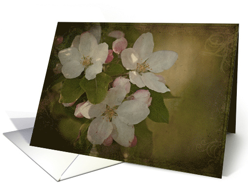 Vintage Blossoms - Apple Blossoms on a textured background... (681242)