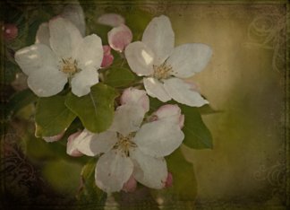Vintage Blossoms -...