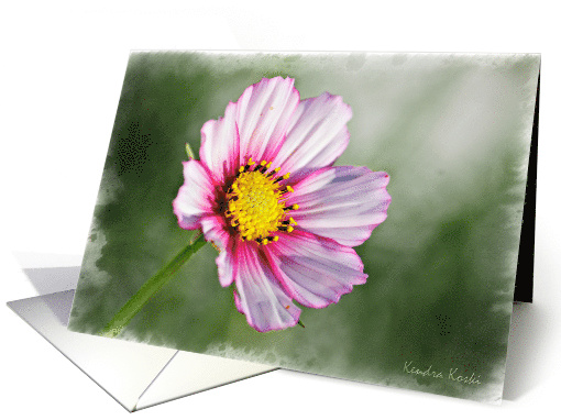 Pink Cosmos Flower on a green background card (697507)