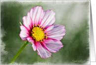 Pink Cosmos Flower on a green background card