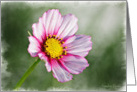 Pink Cosmos Flower on a green background card