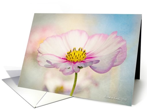 Soft Cosmos-  blank note card - all occasion card (735488)