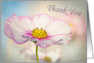 Thank you - Soft Cosmos flower - all occasion card