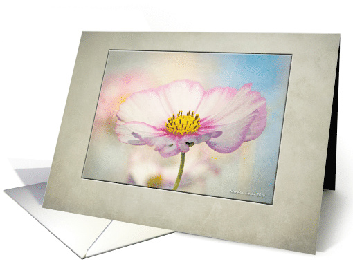 Cosmos Flower - all occasion-blank inside card (735857)