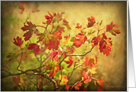 Fall Leaves -Blank All Occasion Note Card