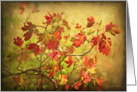 Fall Leaves -Blank All Occasion Note Card