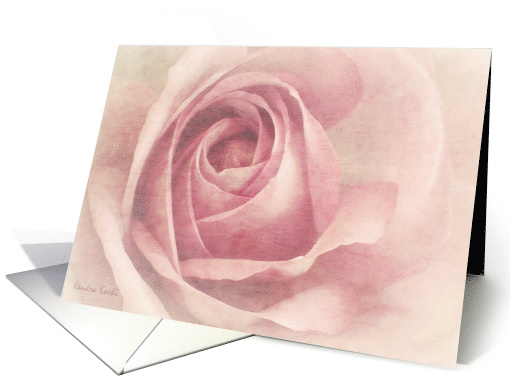 Soft Pink Rose - Blank all occasion note card (760781)