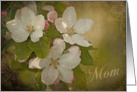 Apple Blossoms -Mom - Mother’s Day Card