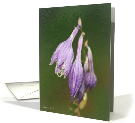 Purple Hosta Flowers on a green background - All occasion note card