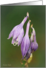 Purple Hosta Flowers on a green background - All occasion note card