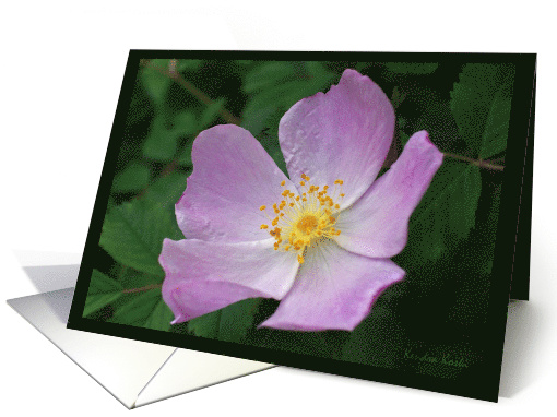 Wild Rose Flower  - All occasion note card (767131)