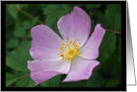 Wild Rose Flower - All occasion note card
