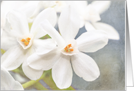 Paperwhite Flowers on Blue - Blank all occasion note card