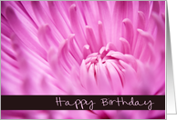Pink Chrysanthemum Flower - Happy Birthday Card