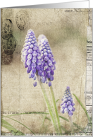 Spring Delivery - Grape Hyacinth Flowers- All Occasion Blank Note Card