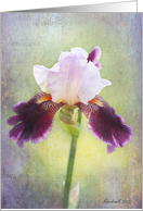 Purple Bearded Iris Flower - All Occasion Note Card