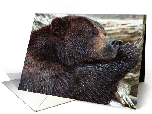 Bear at Rest Blank Note card (683329)