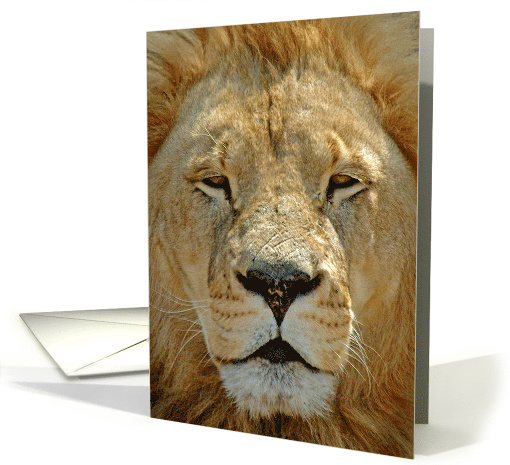 Up Close Lion portrait card (683377)