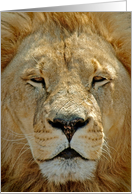 Up Close Lion portrait card