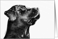 Black Labrador Dog card