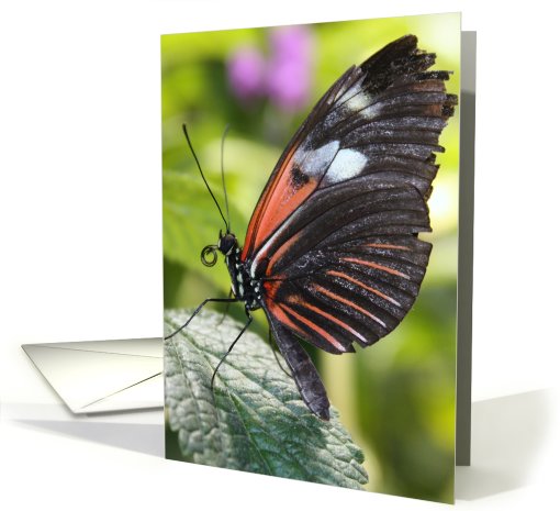 Butterfly Smile card (691162)