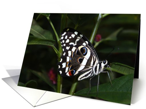 Butterfly On Leaf card (691164)