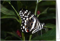 Butterfly On Leaf card